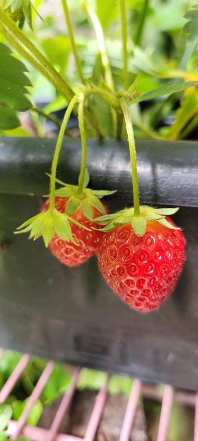 Tenda Da Lua Alto Paraíso de Goiás 외부 사진